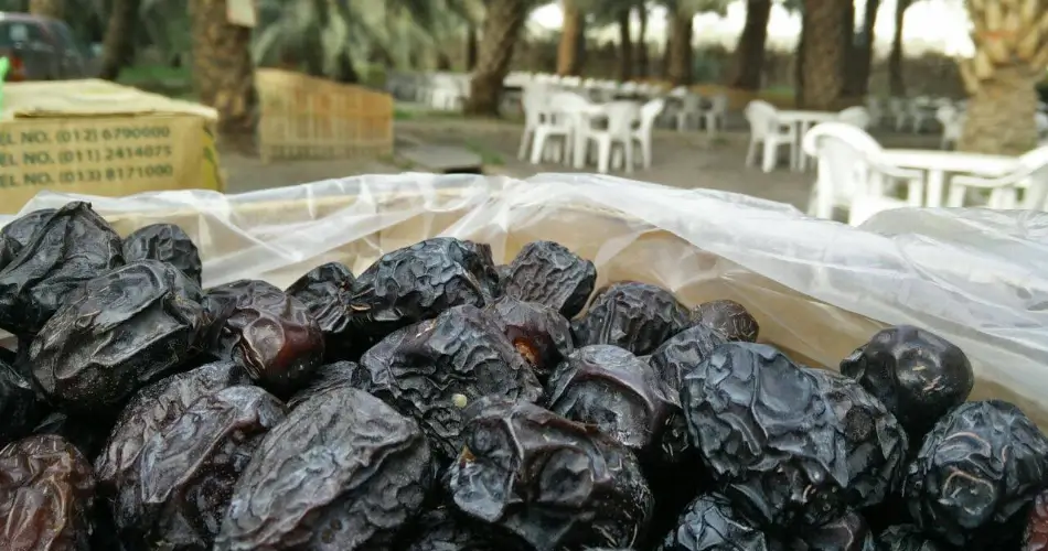 Types of Date Experiences in Madinah