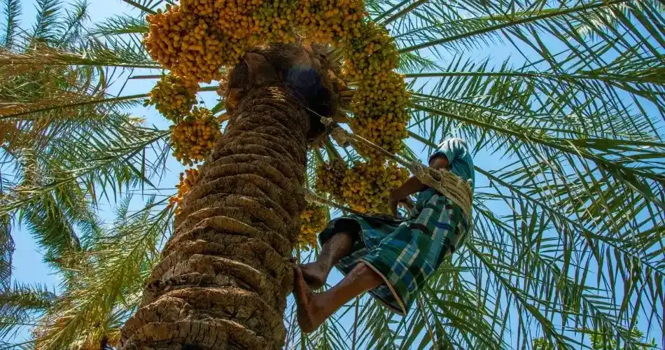 Why a Date Garden Is a Popular Post-Ziyarat Stop